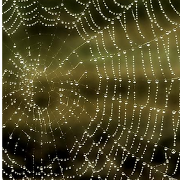 Nancy Zwiers Spider web.png